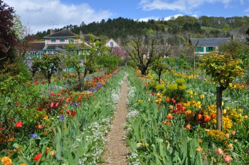 tulip-rows-giverny