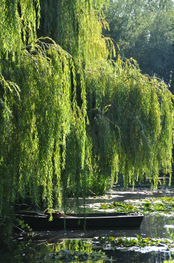 boat-willow.jpg