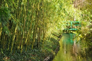 bamboos