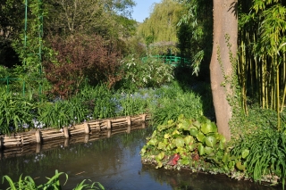 giverny-bamboogrove