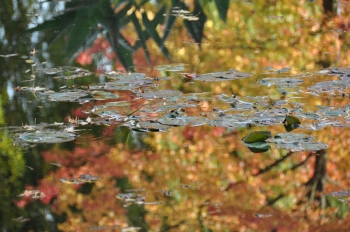 giverny-reflection.jpg