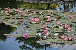 giverny-water-lilies