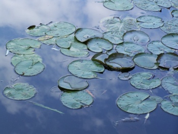 sky-waterlilies.jpg