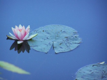 water-lily.jpg