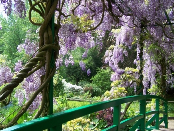 wisteria-bridge.jpg