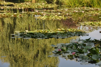 water-lilies-giverny