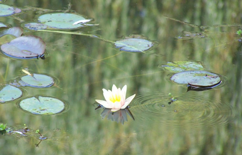 water-lily-bubble.jpg
