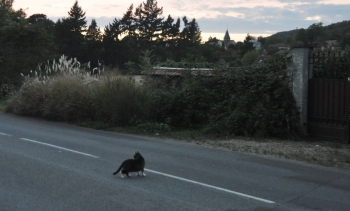 giverny-cat-road