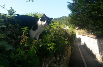 giverny-cat-wall