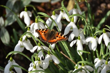 snow-drops-small-tortoiseshell