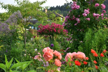 giverny-roses17