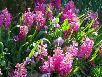 hyacinths.jpg