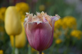 fringed-tulips