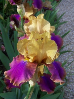 yellow-purple-iris.jpg