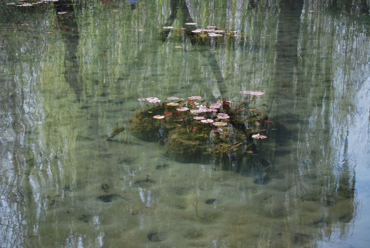 giverny-spring-pond