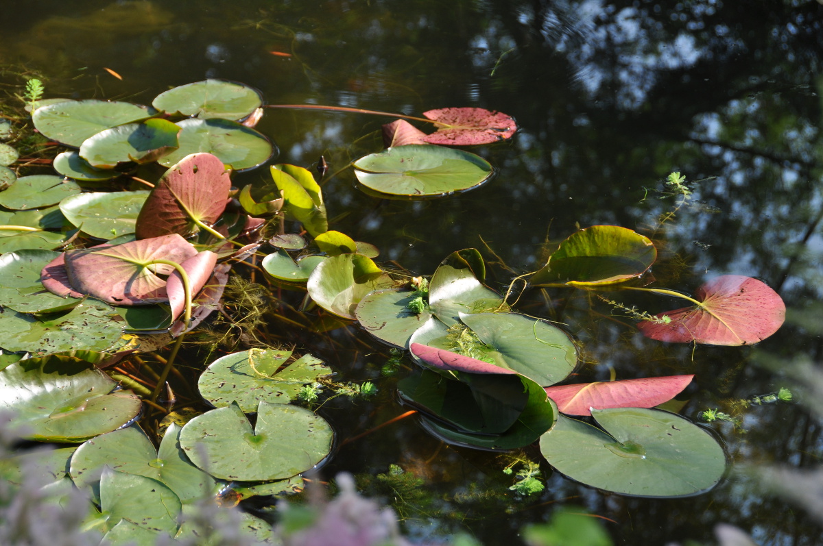lily-pads