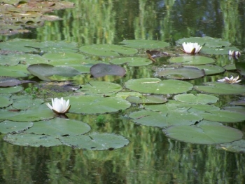 white-water-lilies.jpg